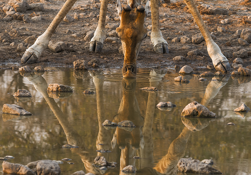 Giraffe and Its Reflection