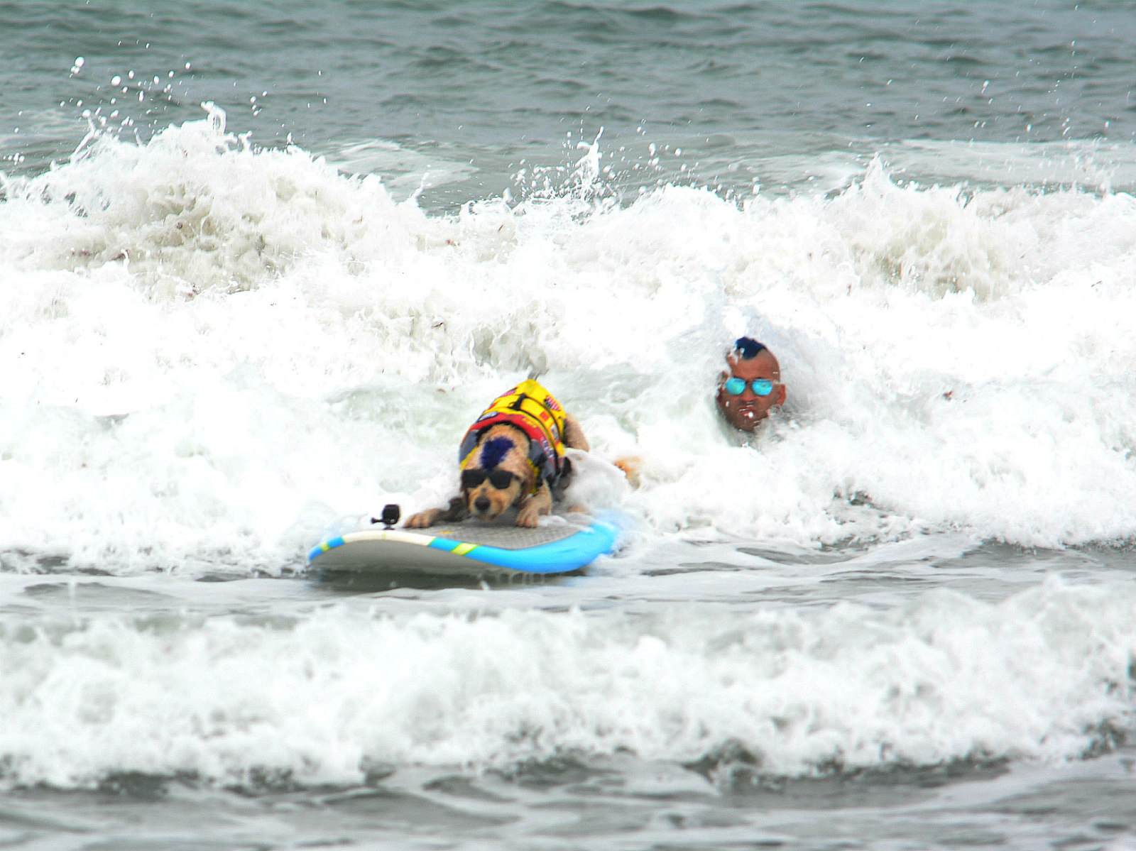 Derby and his owner sport matching mohawks in the World Dog Surfing Championships