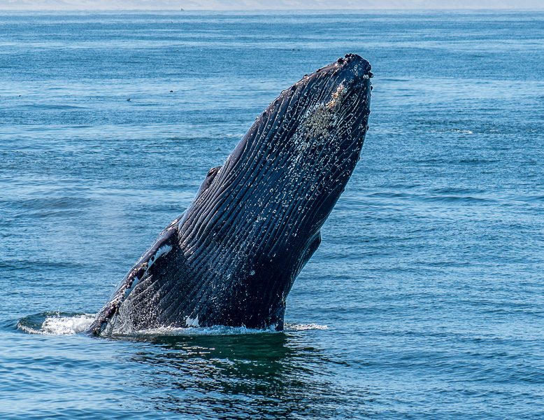 Humpback whale (Megaptera novaeangliae) breaching the surface of the Monterey Bay