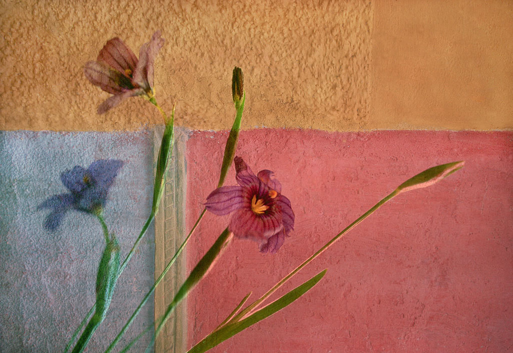 Flowers Against the Wall