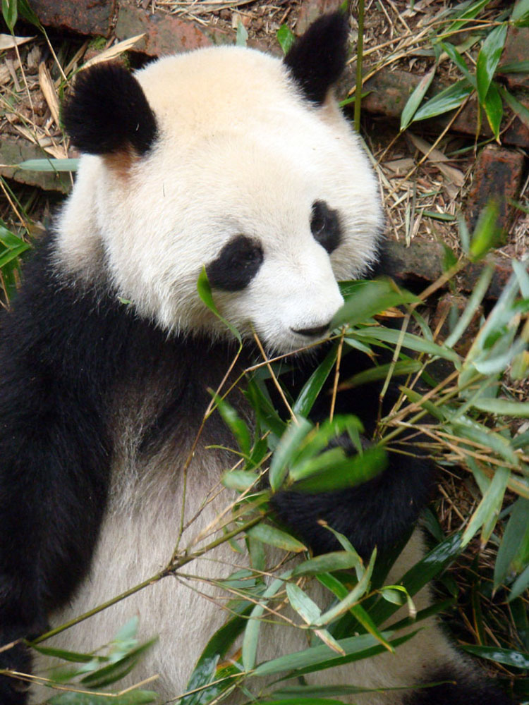 Cuddly panda enjoying breakfast