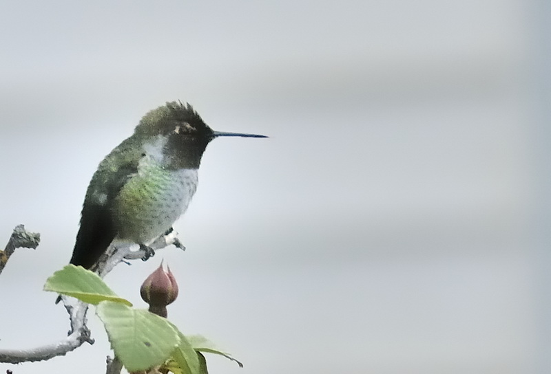 Hummingbird Looks At The World