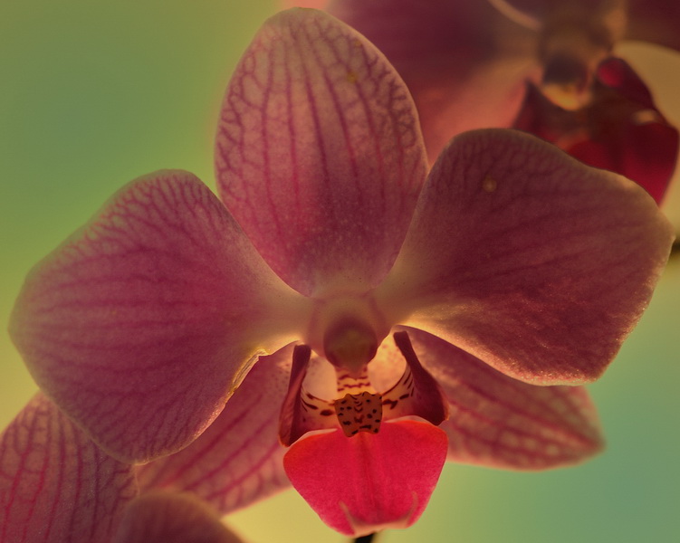 Orchid Still Life Study
