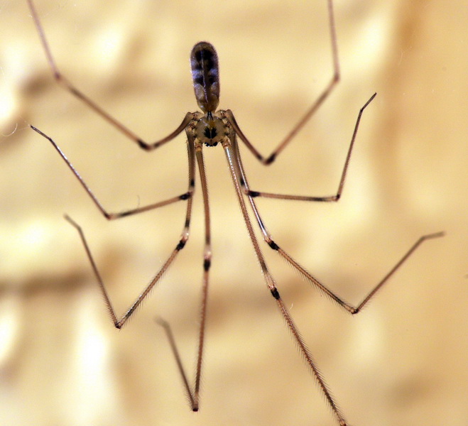 Female Cellar Spider